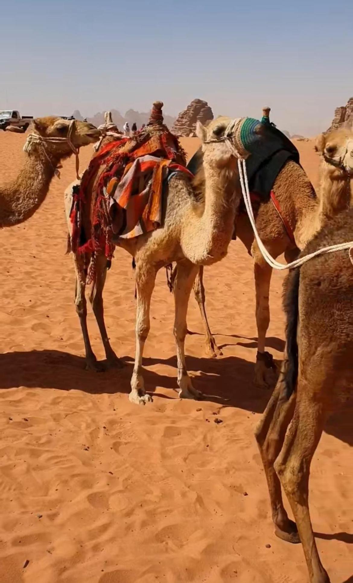 Hotel Mozoon Camp Wadi Rum Exterior foto